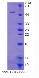 重组蛋白Ⅱ型胶原α1(COL2α1)重组蛋白