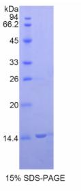 Ⅱ型胶原α1(COL2α1)重组蛋白