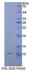 重组蛋白Ⅱ型胶原α1(COL2α1)重组蛋白