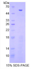 70kDa热休克蛋白结合蛋白1(HSPBP1)重组蛋白