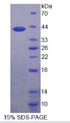 Pim-3原癌基因(PIM3)重组蛋白