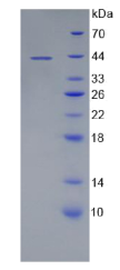 CD19分子(CD19)重组蛋白