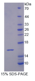 白介素16(IL16)重组蛋白
