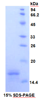 CD40配体(CD40L)重组蛋白