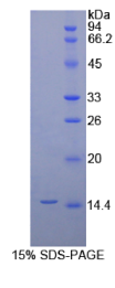 白介素8(IL8)重组蛋白