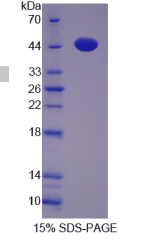 半椎蛋白1(HMCN1)重组蛋白