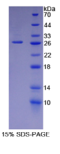 层粘连蛋白α5(LAMα5)重组蛋白