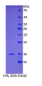 R-脊椎蛋白1(RSPO1)重组蛋白