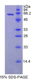 低氧诱导因子1α(HIF1α)重组蛋白