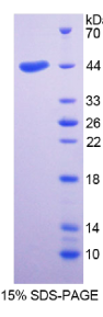 CD4分子(CD4)重组蛋白