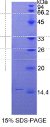 Slit同源物1(Slit1)重组蛋白