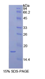 白介素1α(IL1α)重组蛋白