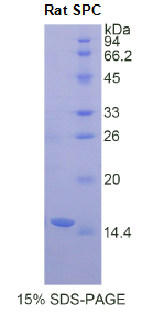 表面活性物质关联蛋白C(SPC)重组蛋白