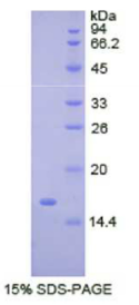 丛状蛋白B1(PLXNB1)重组蛋白