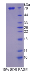 SPARC样蛋白1(SPARCL1)重组蛋白