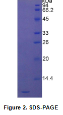 防御素α3(DEFα3)重组蛋白