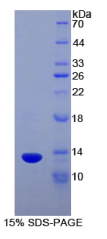 Slit同源物3(Slit3)重组蛋白