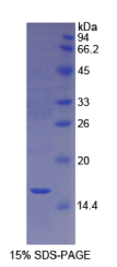 肘臀蛋白(CUBN)重组蛋白
