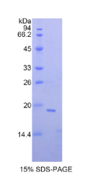 非转移细胞4表达NM23A蛋白(NME4)重组蛋白