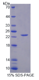 白介素1α(IL1α)重组蛋白