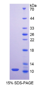 粘蛋白2(MUC2)重组蛋白