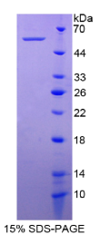 轴突生长诱向因子4(Ntn4)重组蛋白