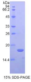 CD40配体(CD40L)重组蛋白