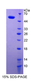 多配体蛋白聚糖1(SDC1)重组蛋白