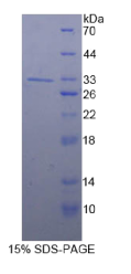 Smad同源物5(Smad5)重组蛋白