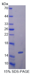 白介素5(IL5)重组蛋白