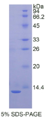 白介素8(IL8)重组蛋白