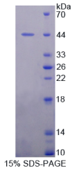 Mdm2 p53结合蛋白同源物(MDM2)重组蛋白