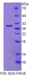 ATP结合盒转运蛋白B11(ABCB11)重组蛋白
