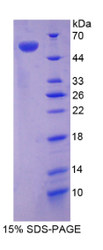 多配体蛋白聚糖1(SDC1)重组蛋白