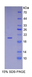 周期素依赖性激酶抑制因子2A(CDKN2A)重组蛋白