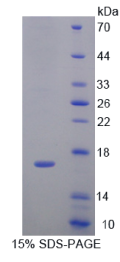 白介素4(IL4)重组蛋白