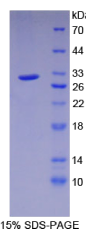 AMP激活蛋白激酶γ1(PRKAγ1)重组蛋白