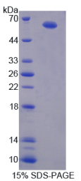 Vav1癌基因(VAV1)重组蛋白