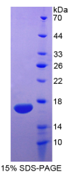 白介素5(IL5)重组蛋白