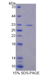 巢蛋白2(NID2)重组蛋白