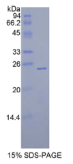 侧支发芽因子同源物1(SPRY1)重组蛋白