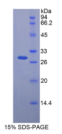 层粘连蛋白α3(LAMα3)重组蛋白