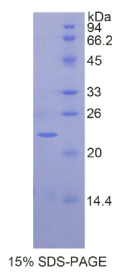 白介素1α(IL1α)重组蛋白