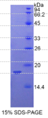 白介素1α(IL1α)重组蛋白