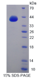 G蛋白γ8(GNγ8)重组蛋白