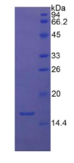 转化生长因子β1(TGFβ1)重组蛋白