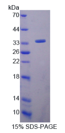 CD34分子(CD34)重组蛋白