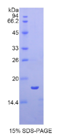 层粘连蛋白α4(LAMα4)重组蛋白