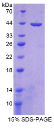 Misato同源物1(MSTO1)重组蛋白