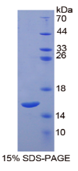 白介素4(IL4)重组蛋白